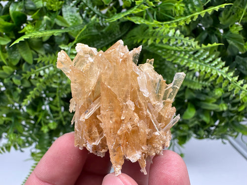 Brown Gypsum Selenite Crystal, Rudna Mine Poland, Mineral Specimen