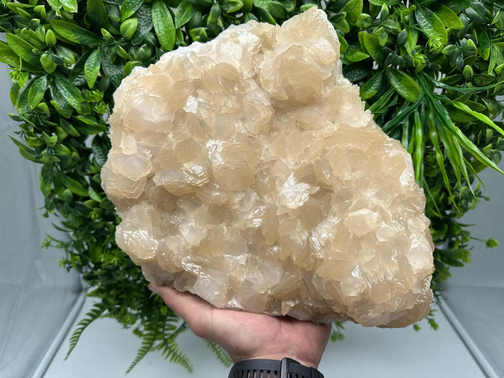 Extra Large Pink Manganocalcite Specimen: Krushev Dol Mine, Bulgaria