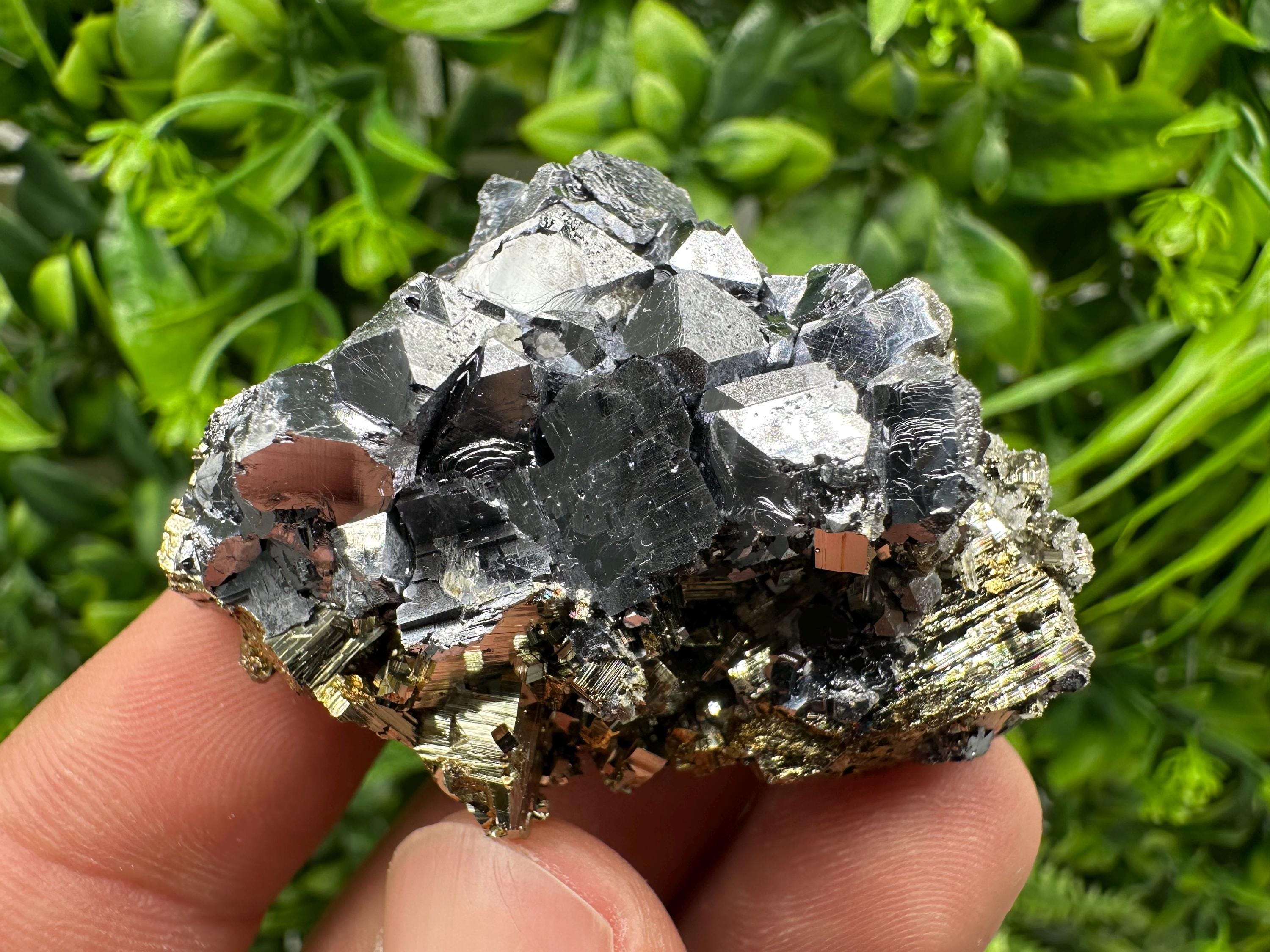 Galena on Pyrite Specimen: Borieva Mine, Bulgaria
