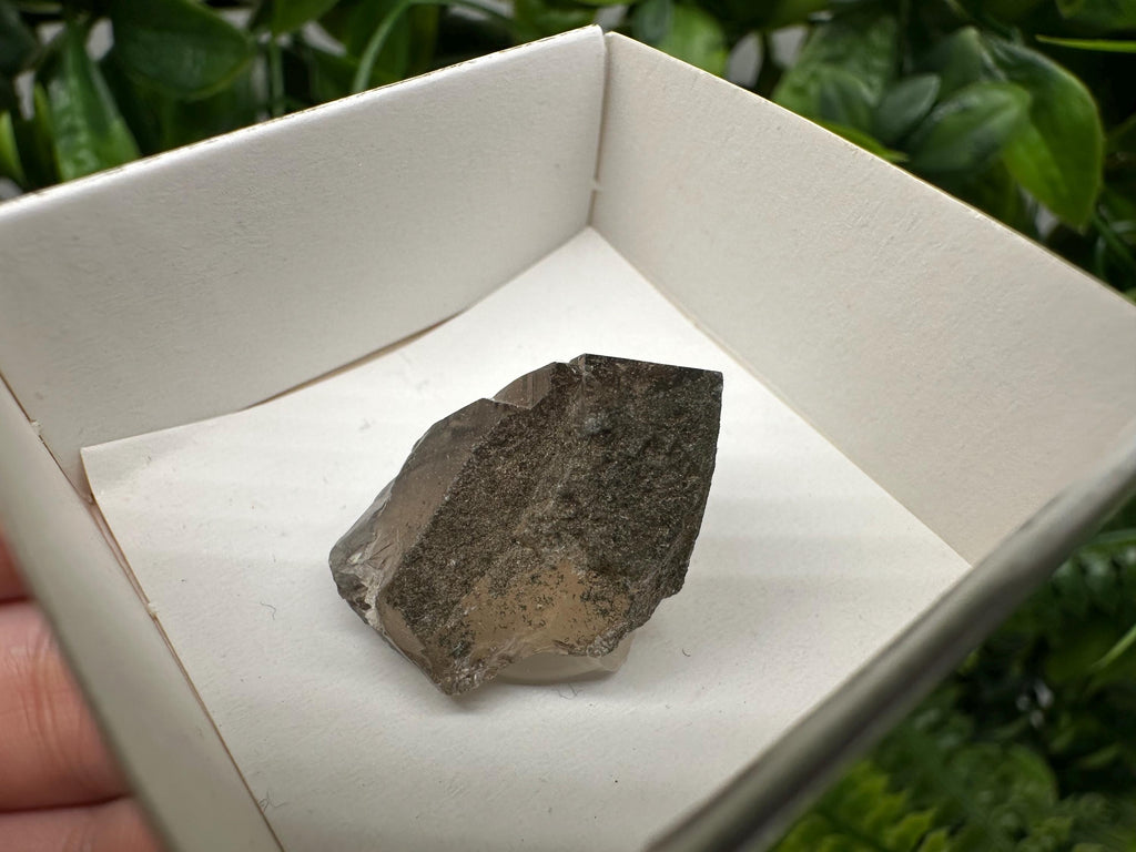 Rare Fedenstock Smoky Quartz Point, Swiss Mineral Specimen (25MM)