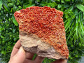 Red Vanadinite on Matrix from Marocco,crystal minerals Speciment cluster Vanadinite crystal Vanadinite Geology Vanadinite cluster minerals