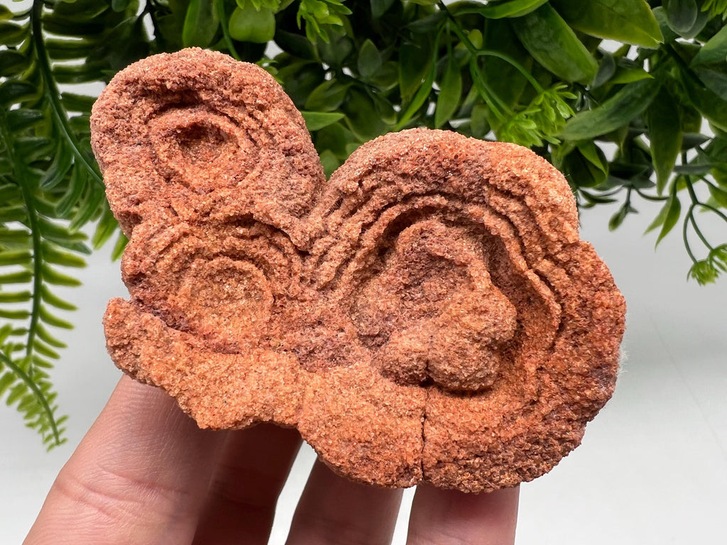 Raw Moroccan Stromatolite Fossil Specimen, Grounding Algae