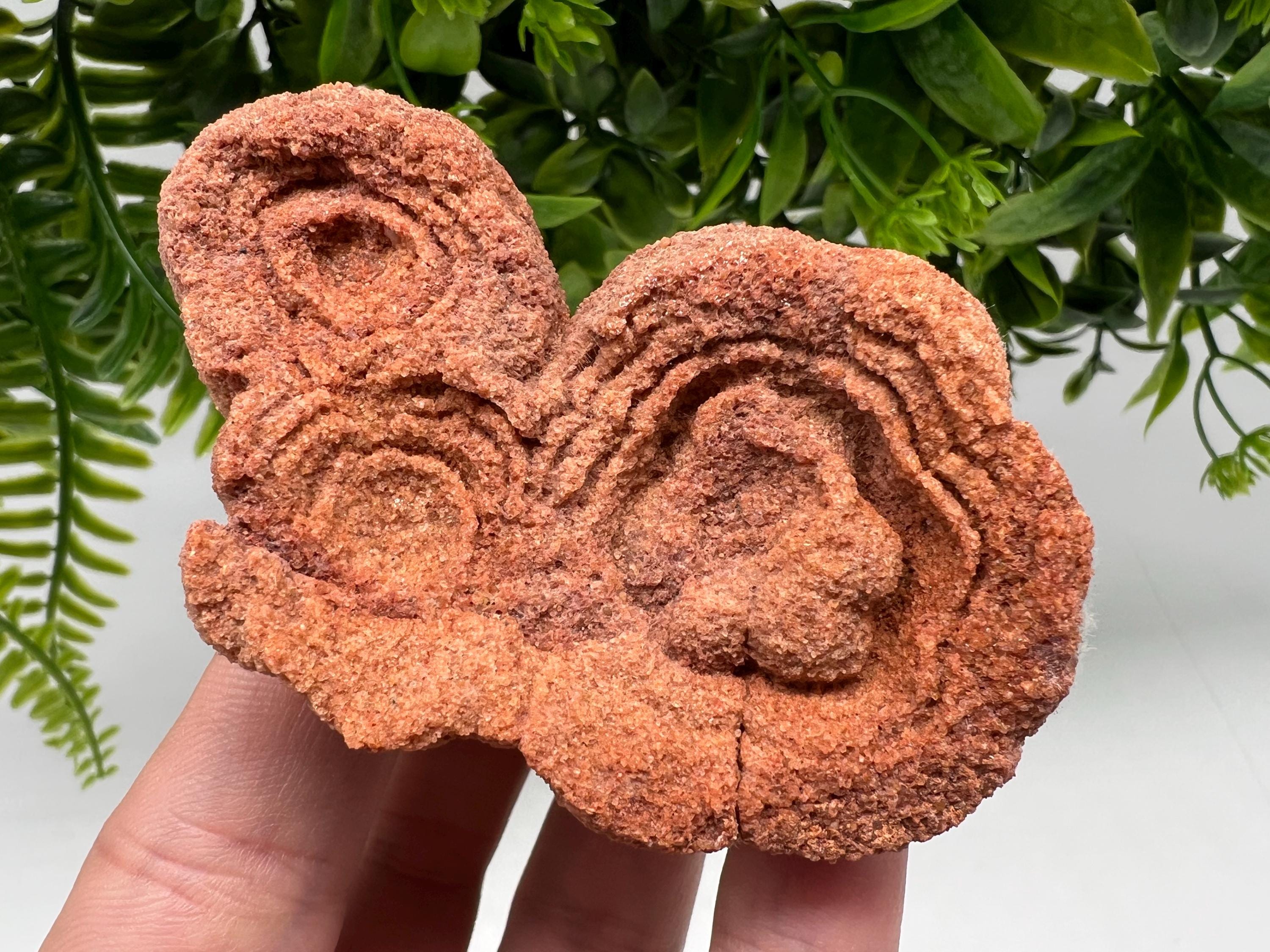 Raw Moroccan Stromatolite Fossil Specimen, Grounding Algae