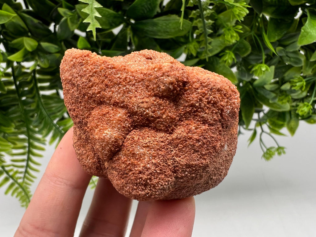 Moroccan Stromatolite Fossil Specimen, Grounding Meditation Stone
