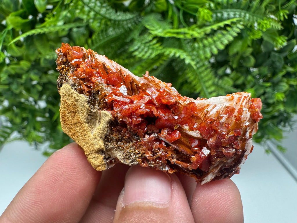 Red Vanadinite on Barite from Marocco,crystal minerals Speciment cluster Vanadinite crystal Vanadinite Geology Vanadinite cluster minerals