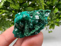 Stunning Green Dioptase from Sanda Hills,Mindouli,Pool Department,Mindouli District,Congo,green Dioptase,Dioptas Crystal,Dioptase collecting