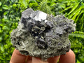 Galena on Quartz and Chlorite: Natural Minerals from Borieva Bulgaria