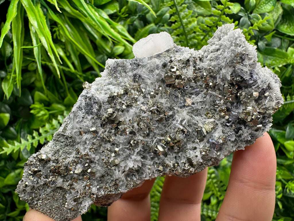 Pyrite on Quartz Specimen: Borieva Mine Bulgaria, Home Decor