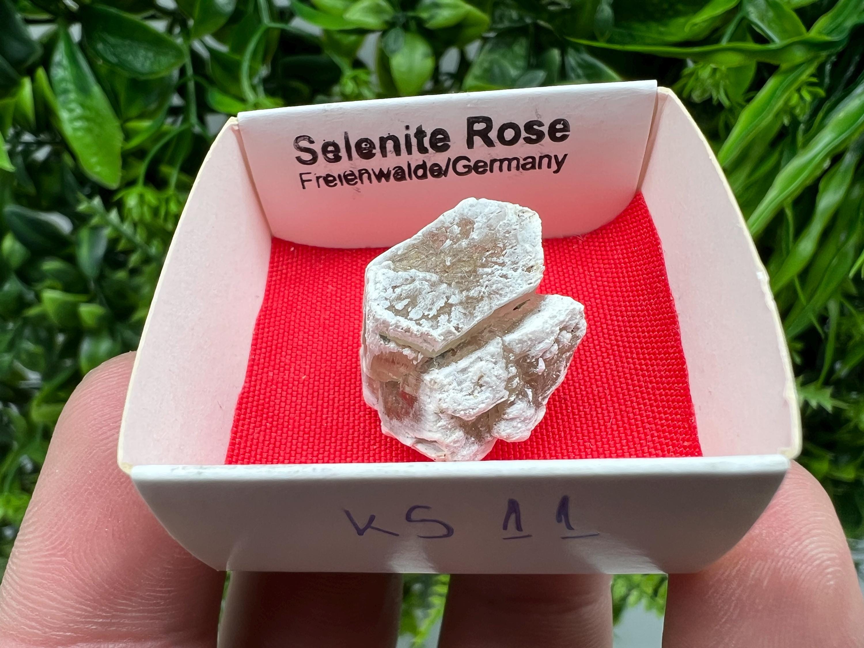 Selenite Rose, Freienwalde Germany, Natural Crystal Mineral Specimen