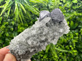 Shiny Galena on Green Quartz with Chlorite Inclusions - Borieva Mine