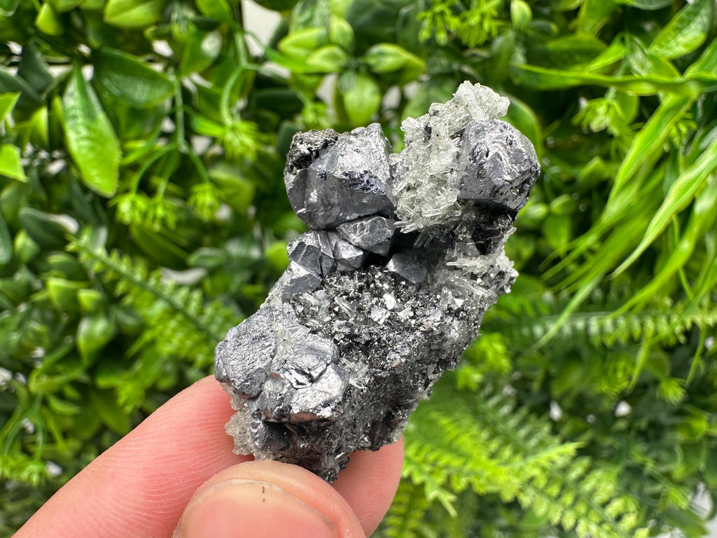 Galena on Pyrite Specimen, Borieva Mine, Madan Bulgaria