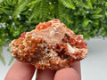 Red Vanadinite on Matrix from Marocco,crystal minerals Speciment cluster Vanadinite crystal Vanadinite Geology Vanadinite cluster minerals