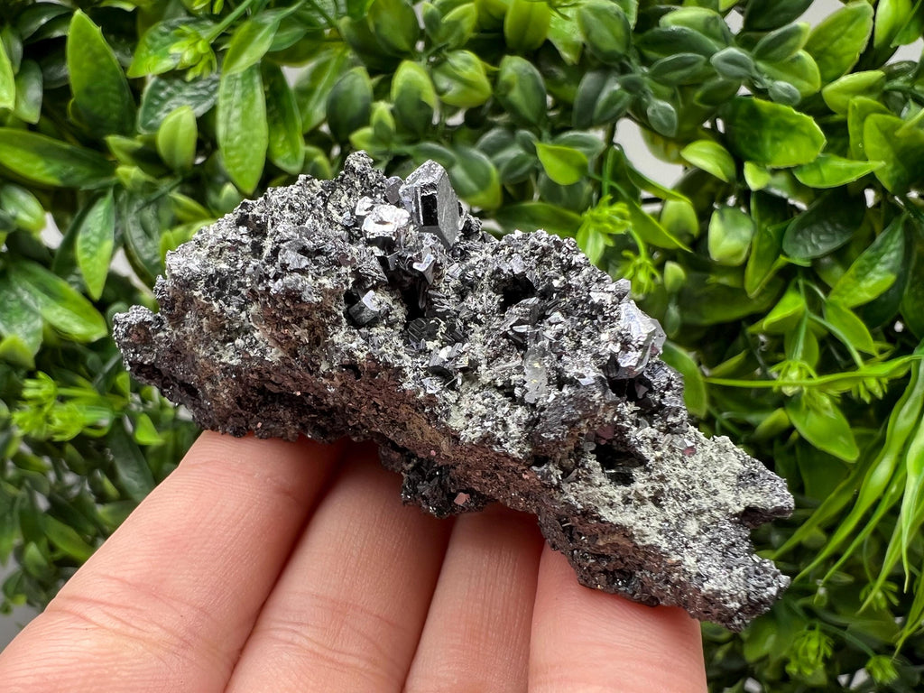 Sphalerite Galena with Chlorite, Borieva Mine Madan Bulgaria