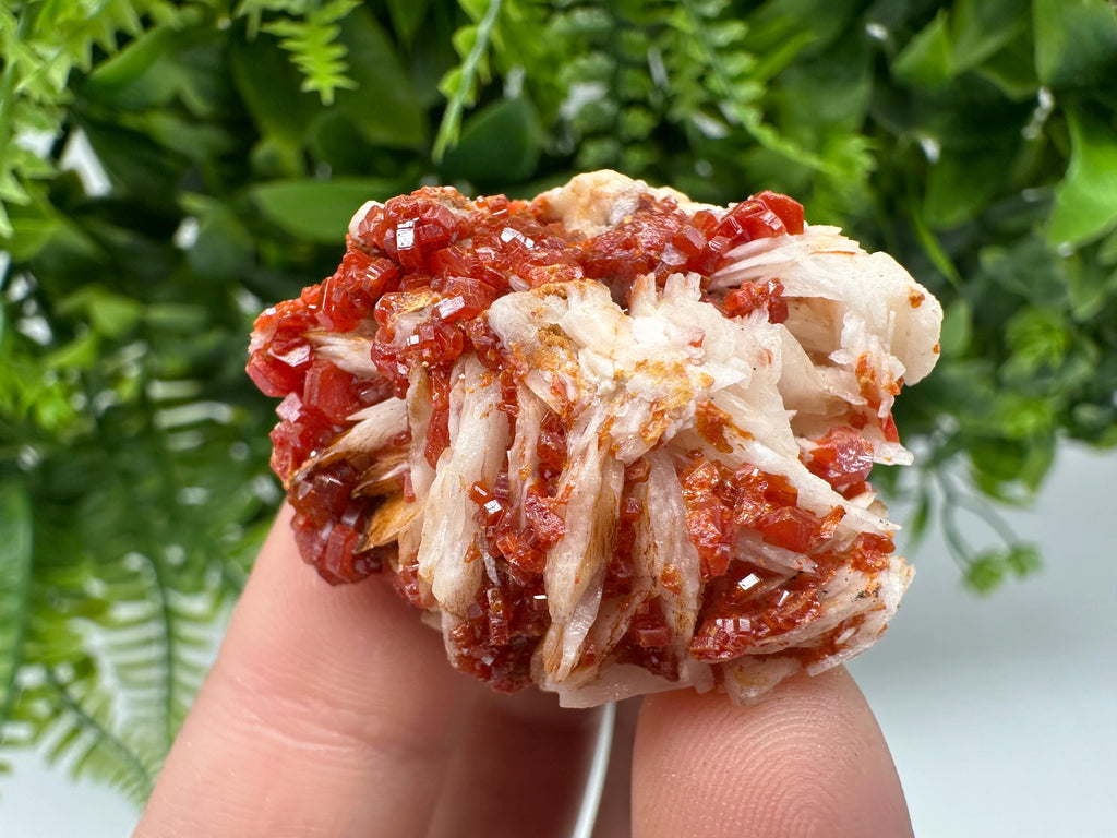 Red Vanadinite on Barite from Marocco,crystal minerals Speciment cluster Vanadinite crystal Vanadinite Geology Vanadinite cluster minerals