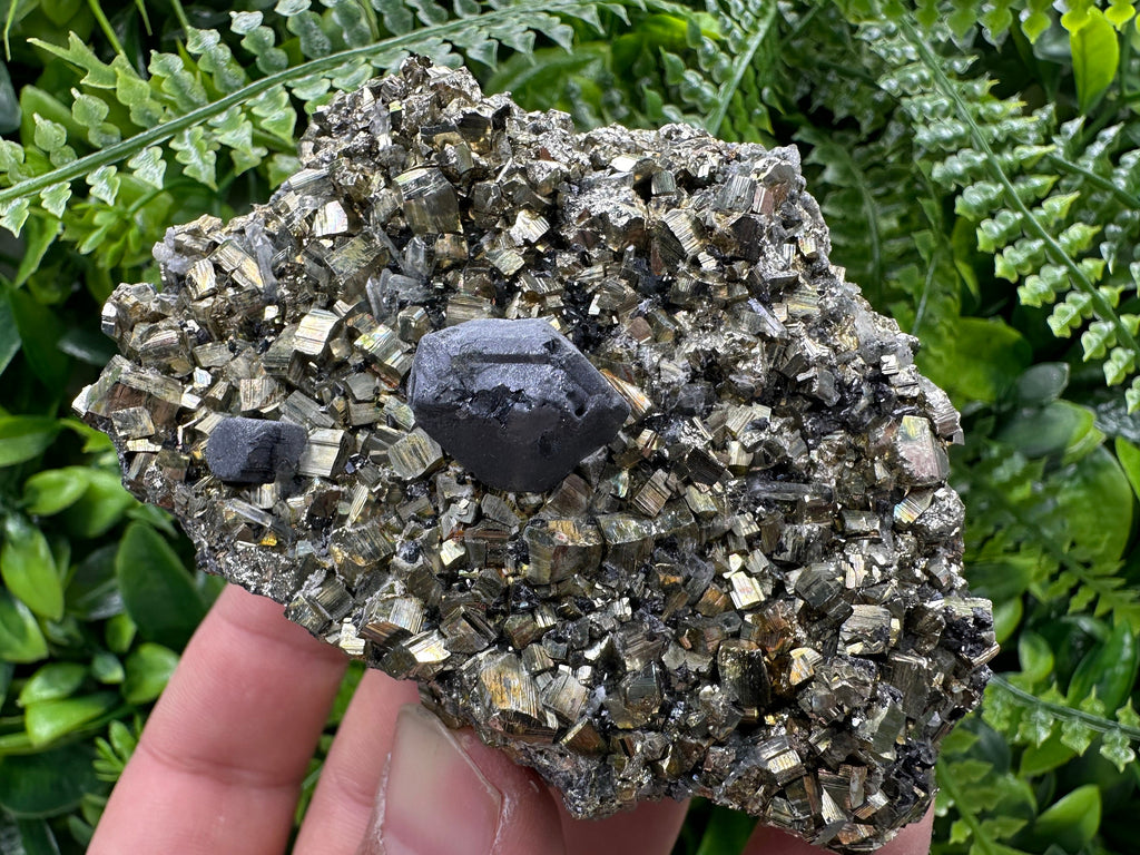 Galena on Pyrite Specimen: Borieva Bulgaria Mineral Collection