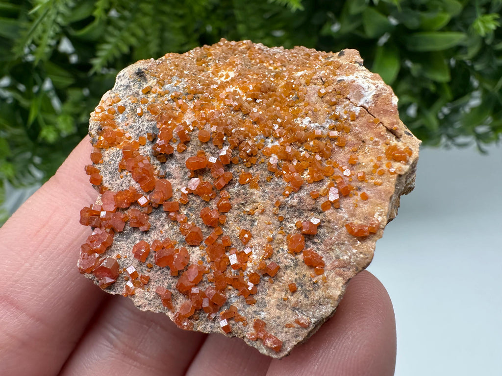 Red Vanadinite on Matrix from Marocco,crystal minerals Speciment cluster Vanadinite crystal Vanadinite Geology Vanadinite cluster minerals