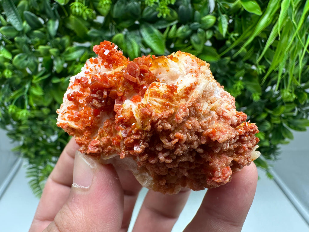 Red Vanadinite on Barite from Marocco,crystal minerals Speciment cluster Vanadinite crystal Vanadinite Geology Vanadinite cluster minerals