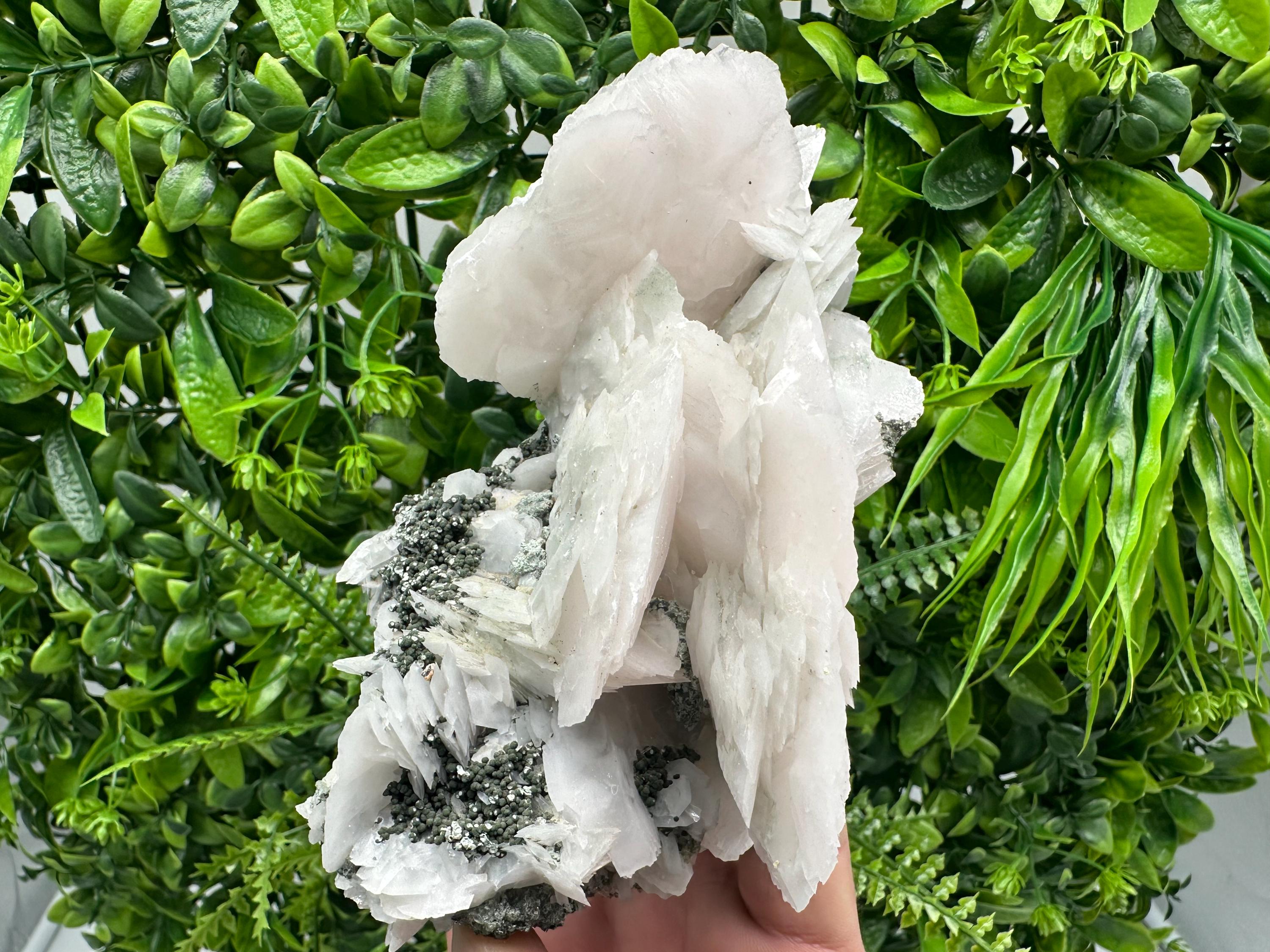 Mangano Calcite Wings on Chlorite Matrix, Bulgaria Mineral Specimen