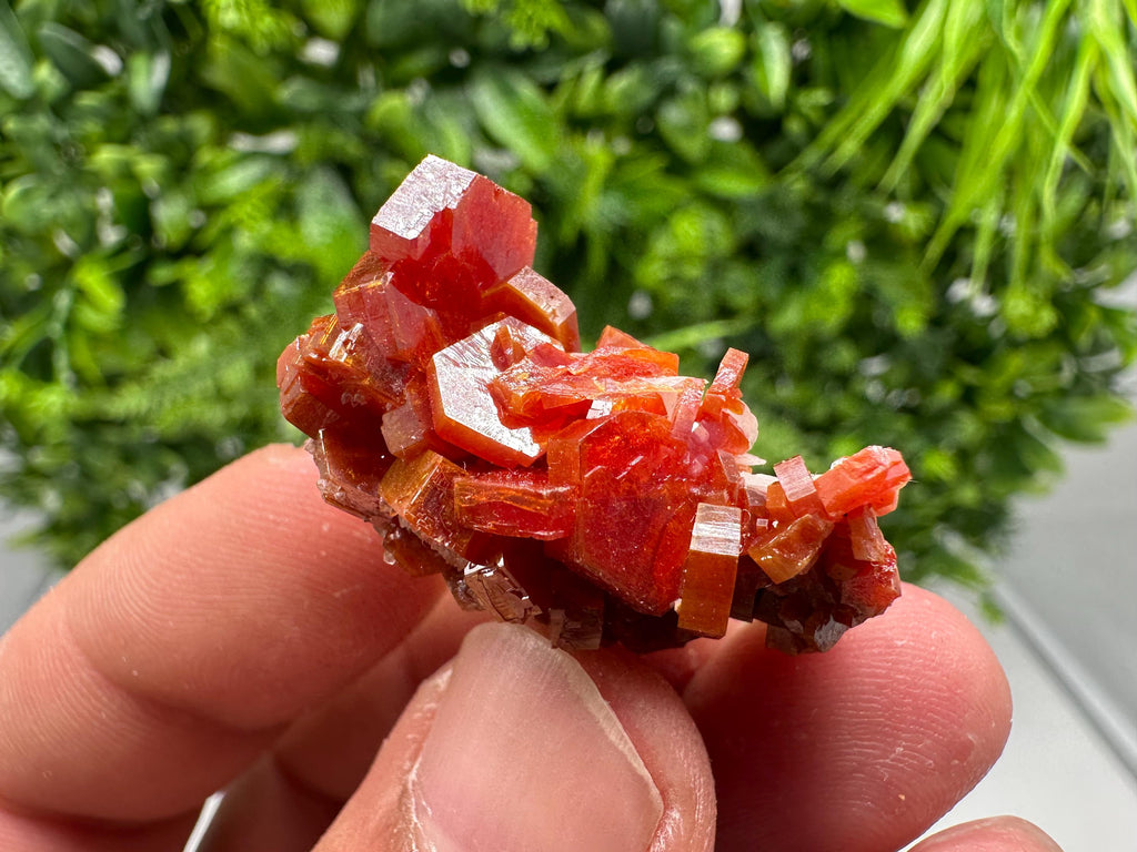 Red Vanadinite on Barite from Marocco,crystal minerals Speciment cluster Vanadinite crystal Vanadinite Geology Vanadinite cluster minerals