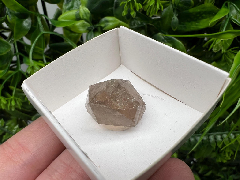 Rare Smoky Quartz Point, Fedenstock Switzerland Mineral Specimen (22/22 MM)