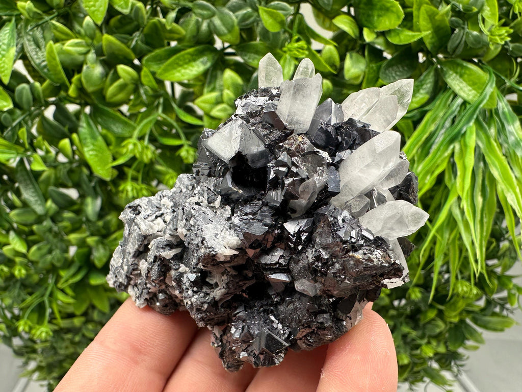 Wonderful Sphalerite Chalcopyrite on  Quartz whit Galena feom 9 th September mine,Bulgaria,natural,collection mineral specimen,gift