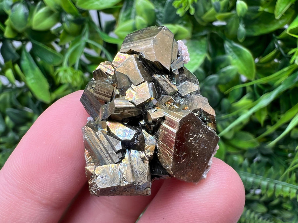 Mini Rainbow Pyrite Cluster: Borieva Mine, Bulgaria