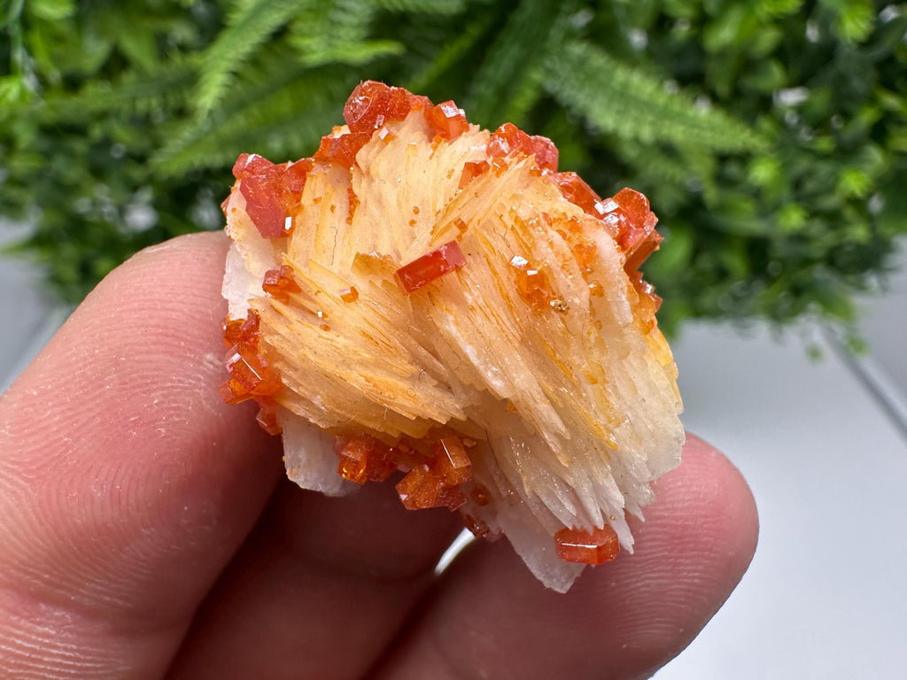 Red Vanadinite on Barite from Marocco,crystal minerals Speciment cluster Vanadinite crystal Vanadinite Geology Vanadinite cluster minerals