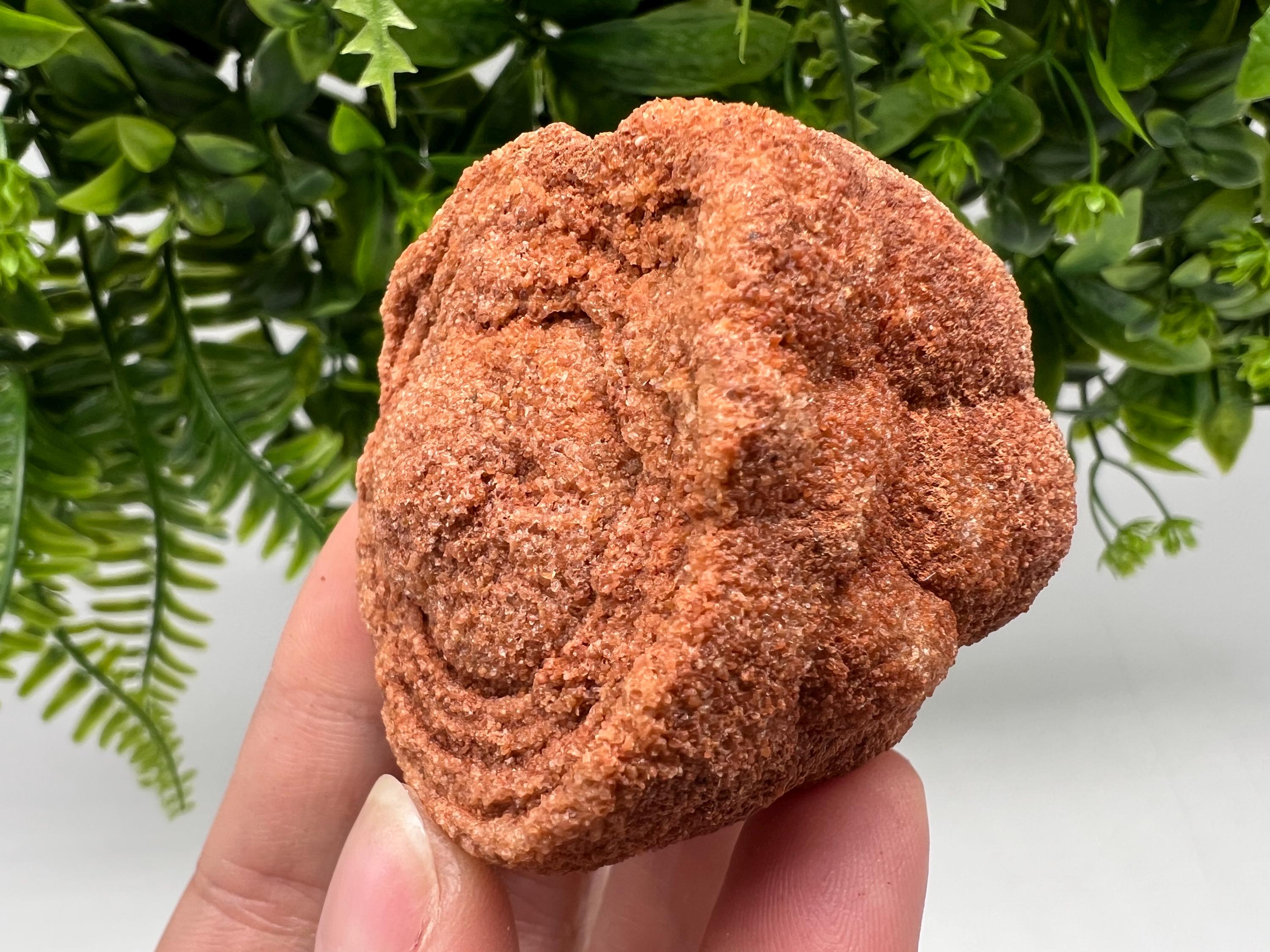 Moroccan Stromatolite Fossil Specimen, Grounding Meditation Stone