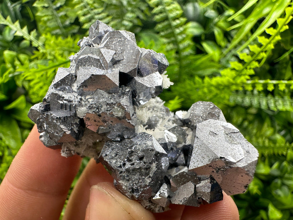 Shiny Galena on Quartz, Borieva Mine, Bulgaria