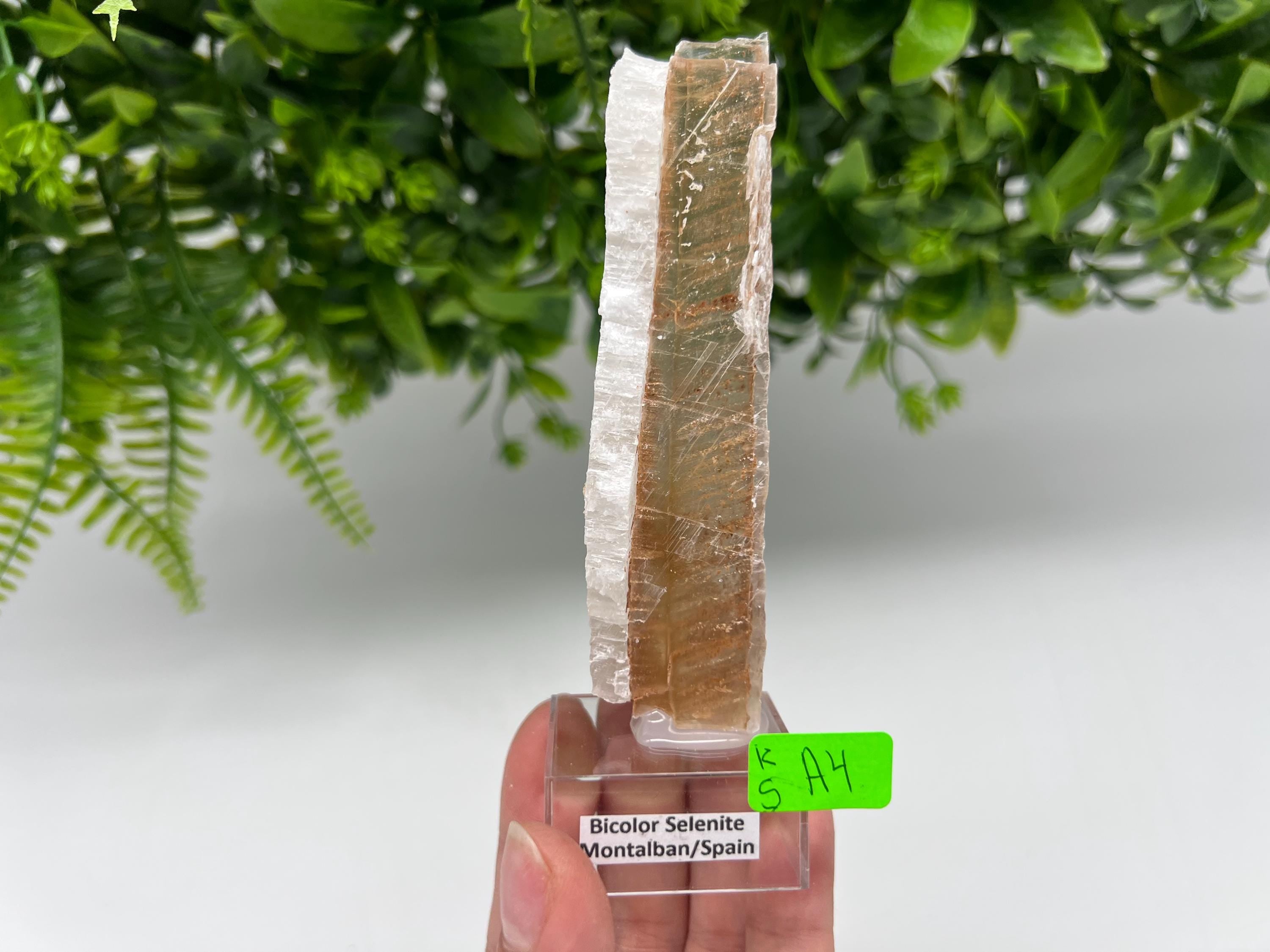 Golden Phantom Selenite Slab: Utah Raw Fishtail Selenite Wand