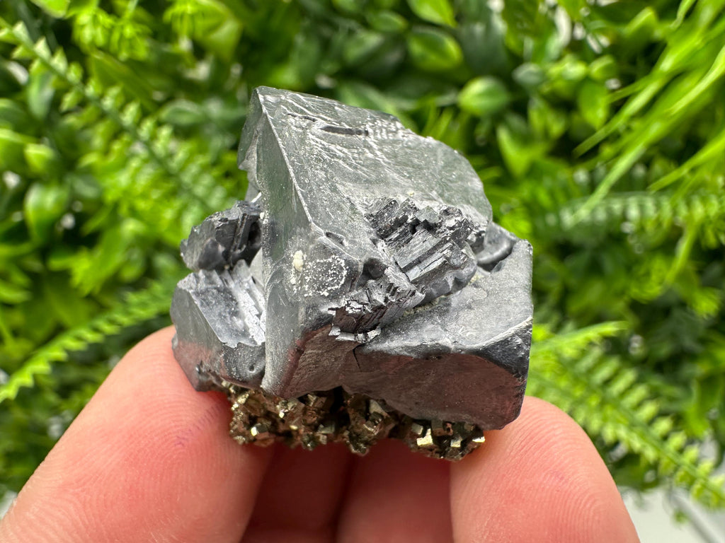 Galena on Pyrite Specimen: Borieva Mine, Bulgaria