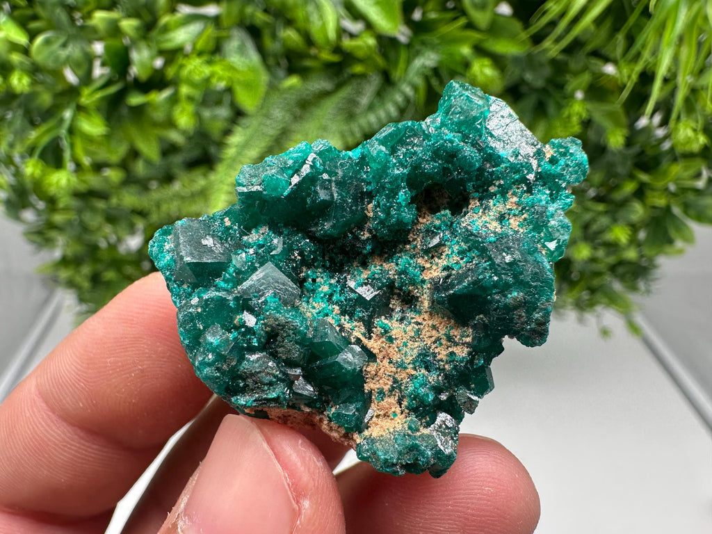 Stunning Green Dioptase from Sanda Hills,Mindouli,Pool Department,Mindouli District,Congo,green Dioptase,Dioptas Crystal,Dioptase collecting