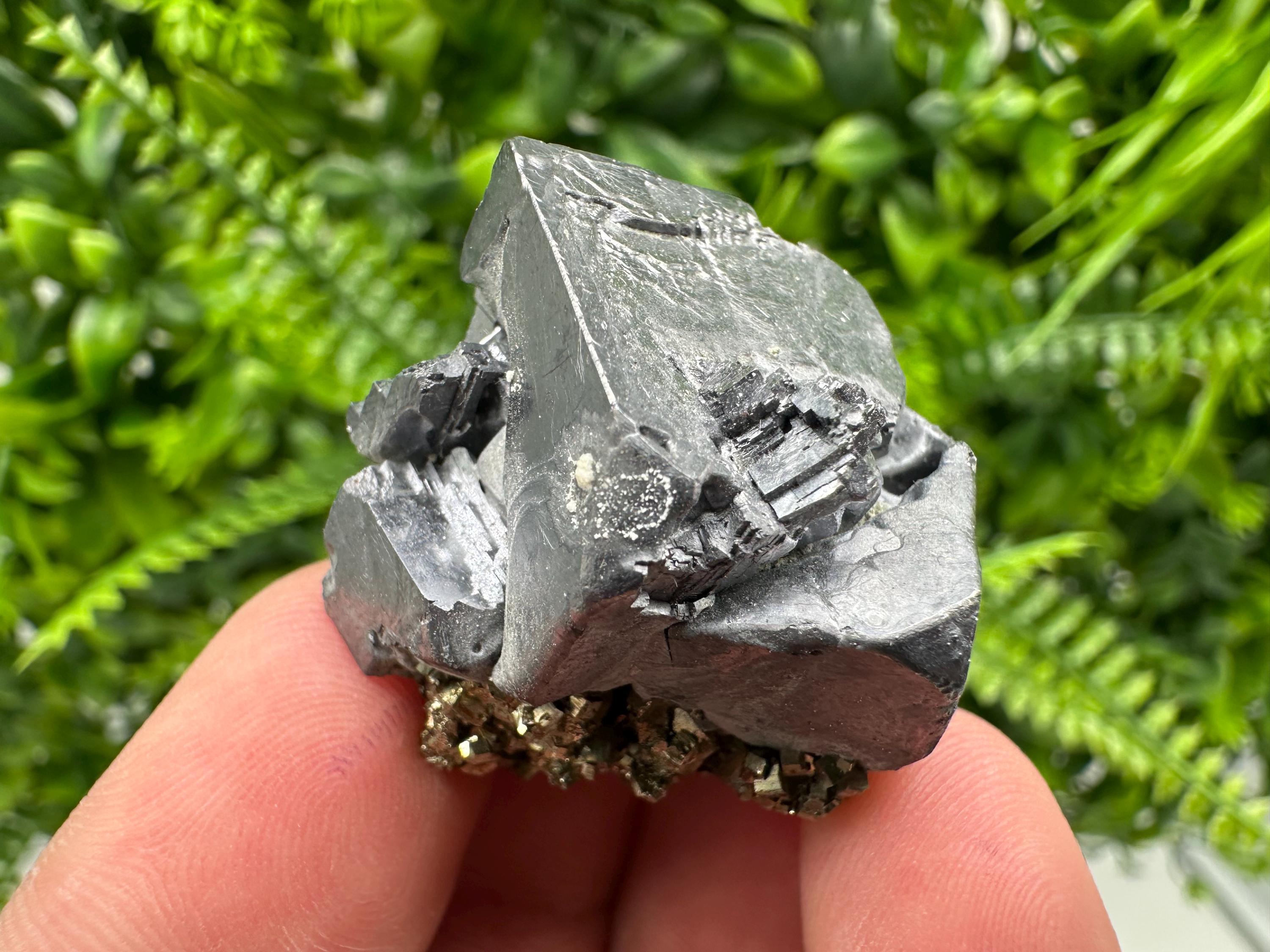 Galena on Pyrite Specimen: Borieva Mine, Bulgaria