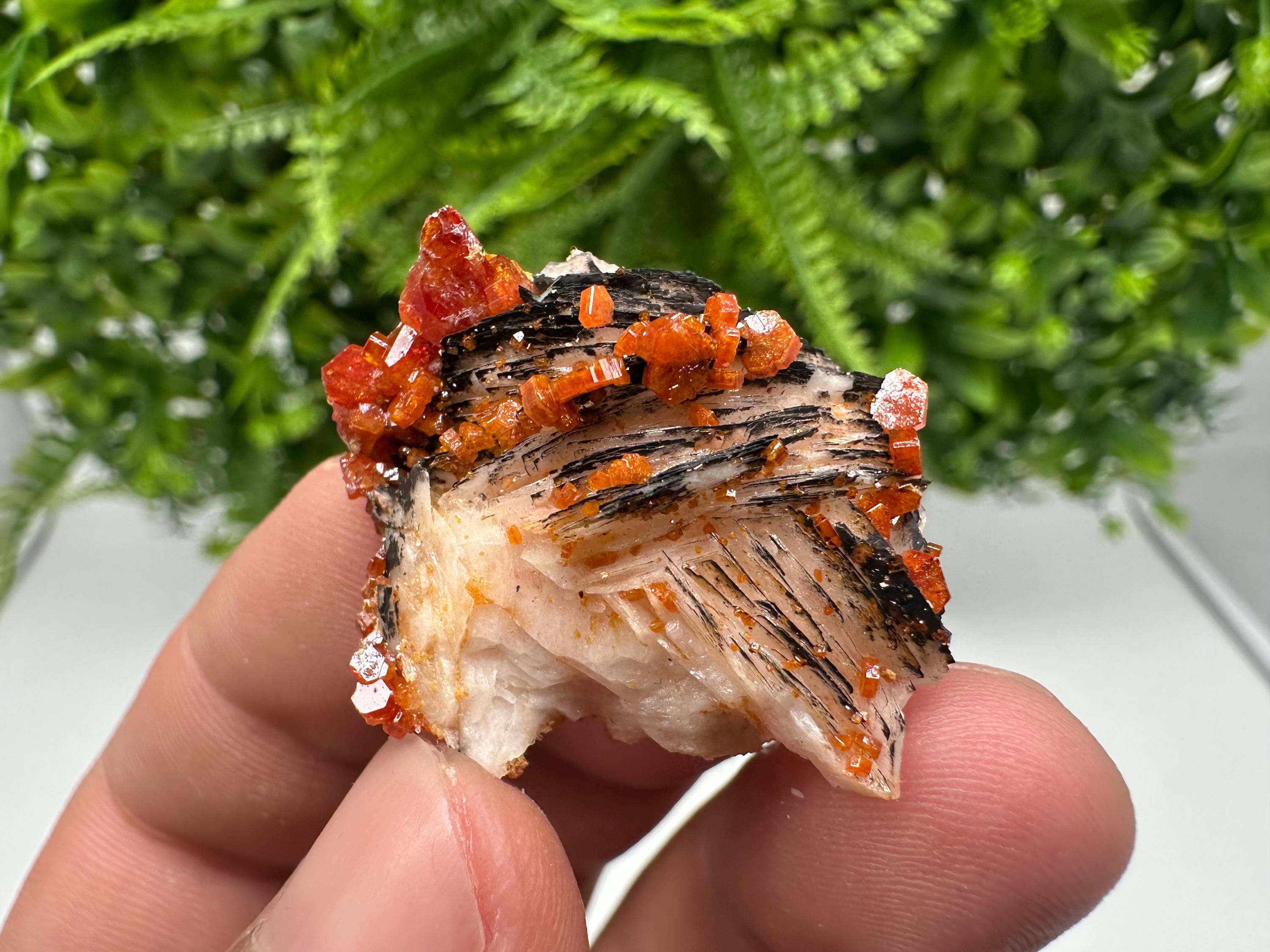 Red Vanadinite on Barite from Marocco,crystal minerals Speciment cluster Vanadinite crystal Vanadinite Geology Vanadinite cluster minerals