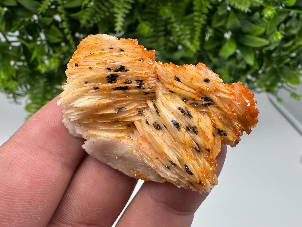 Red Vanadinite on Barite from Marocco,crystal minerals Speciment cluster Vanadinite crystal Vanadinite Geology Vanadinite cluster minerals