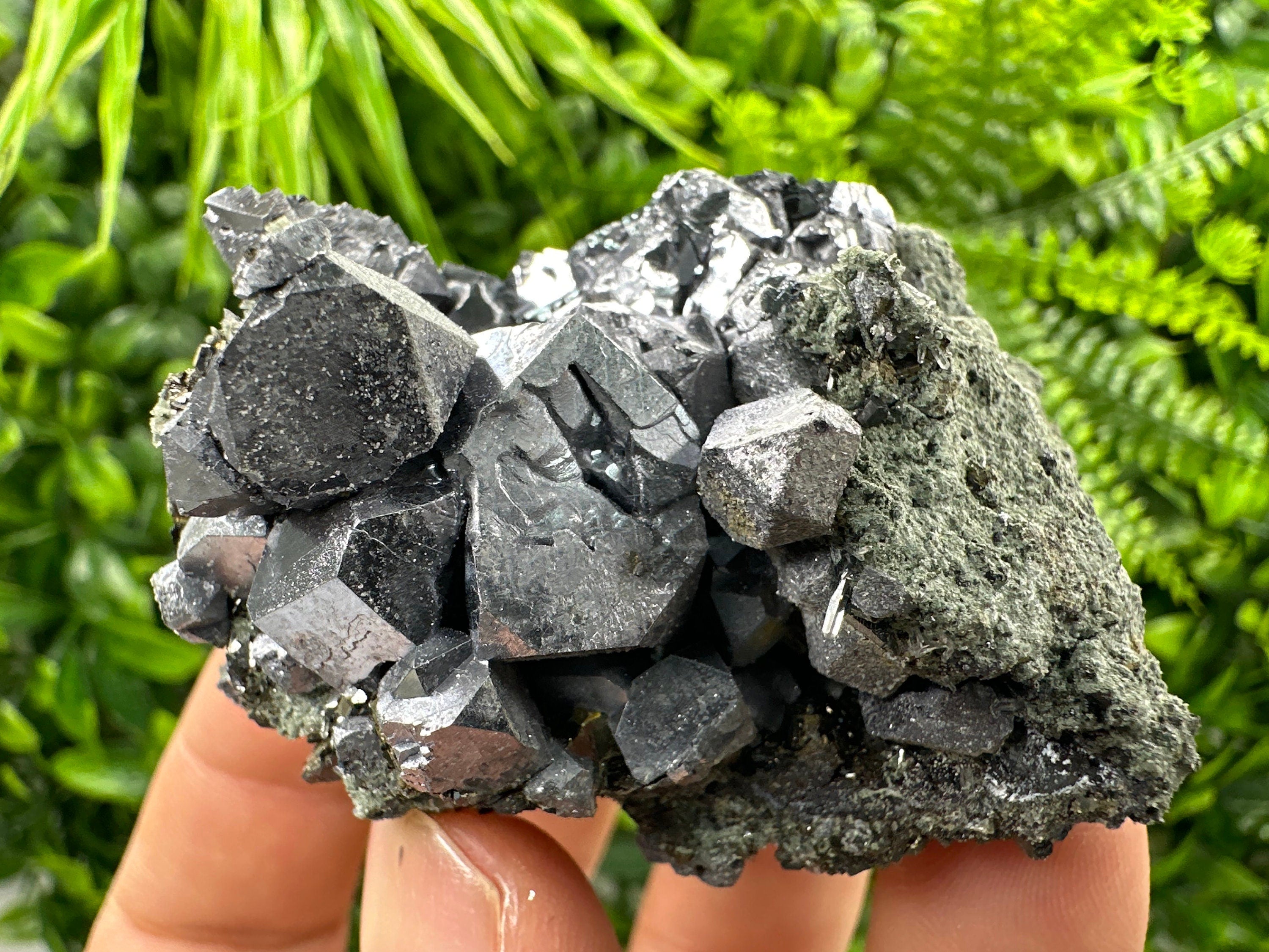 Shiny Galena with Chlorite, Borieva Mine Bulgaria, Mineral Specimen