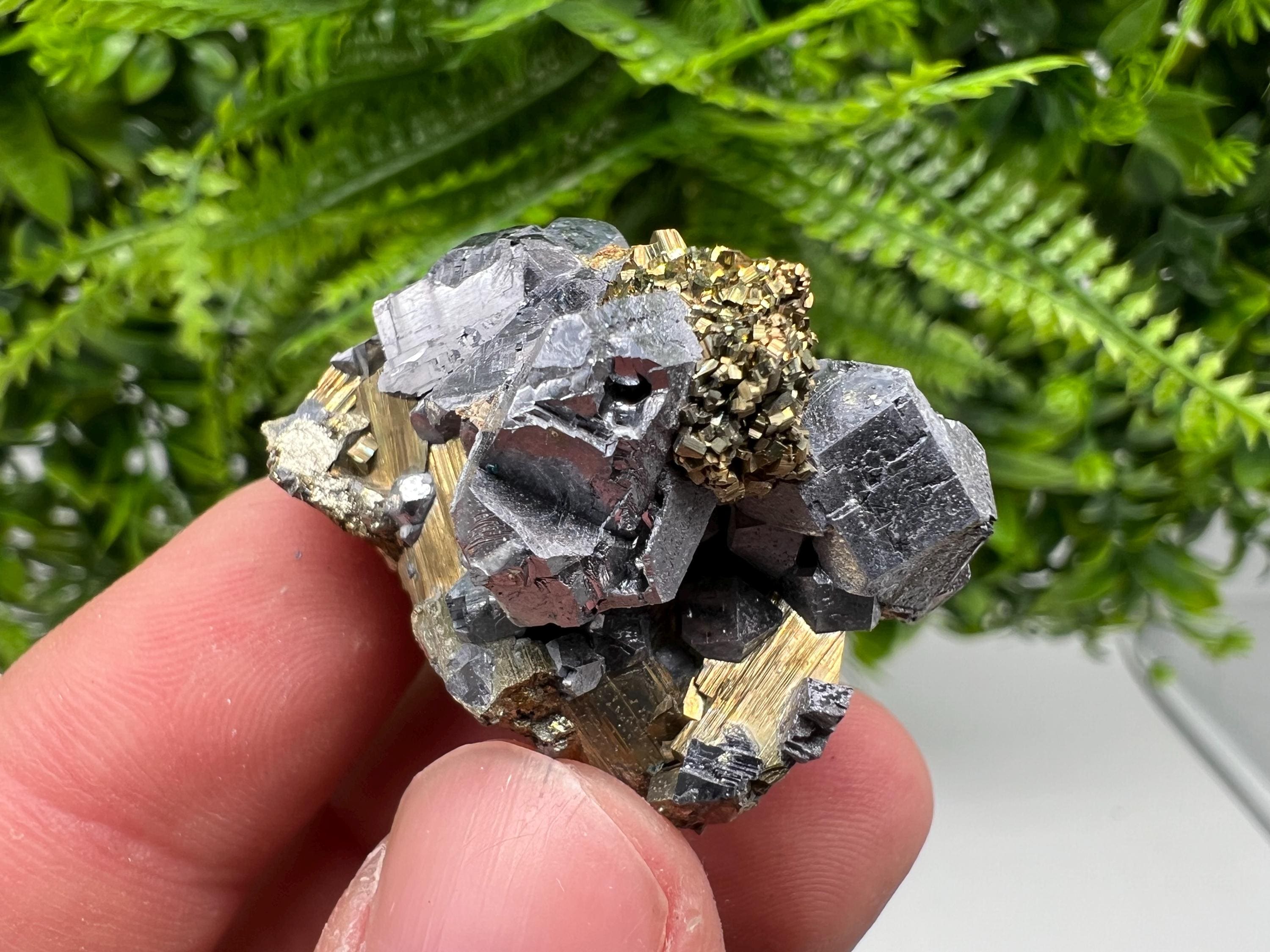 Galena on Pyrite Mineral Specimen: Borieva Mine, Bulgaria