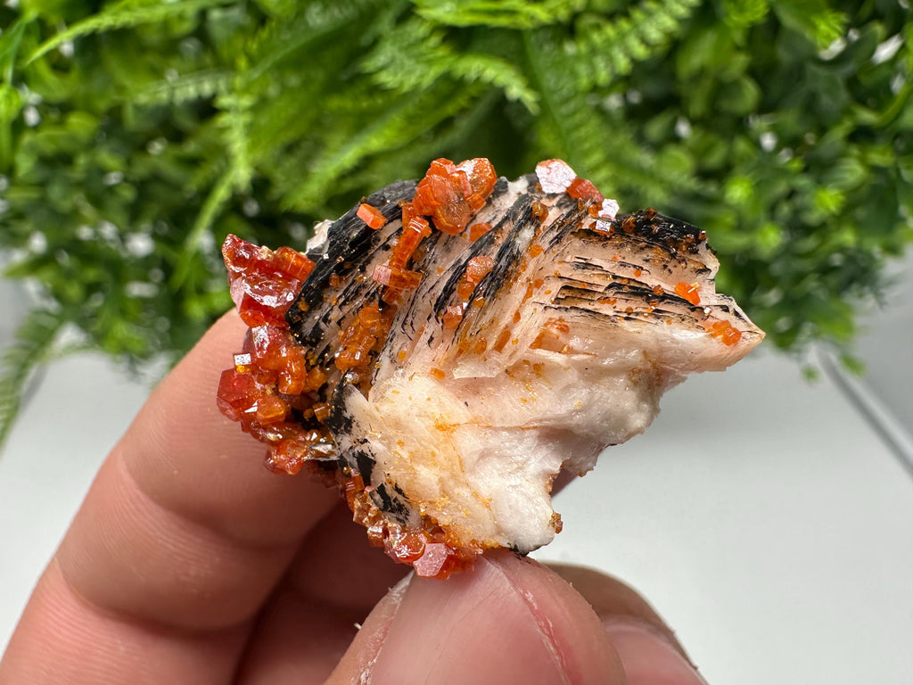 Red Vanadinite on Barite from Marocco,crystal minerals Speciment cluster Vanadinite crystal Vanadinite Geology Vanadinite cluster minerals