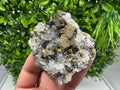 Chalcopyrite on Quartz, Chlorite Mineral Specimen, Djurcovo Mine, Bulgaria