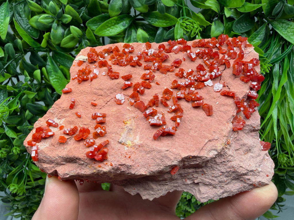 Red Vanadinite on Matrix from Marocco,crystal minerals Speciment cluster Vanadinite crystal Vanadinite Geology Vanadinite cluster minerals