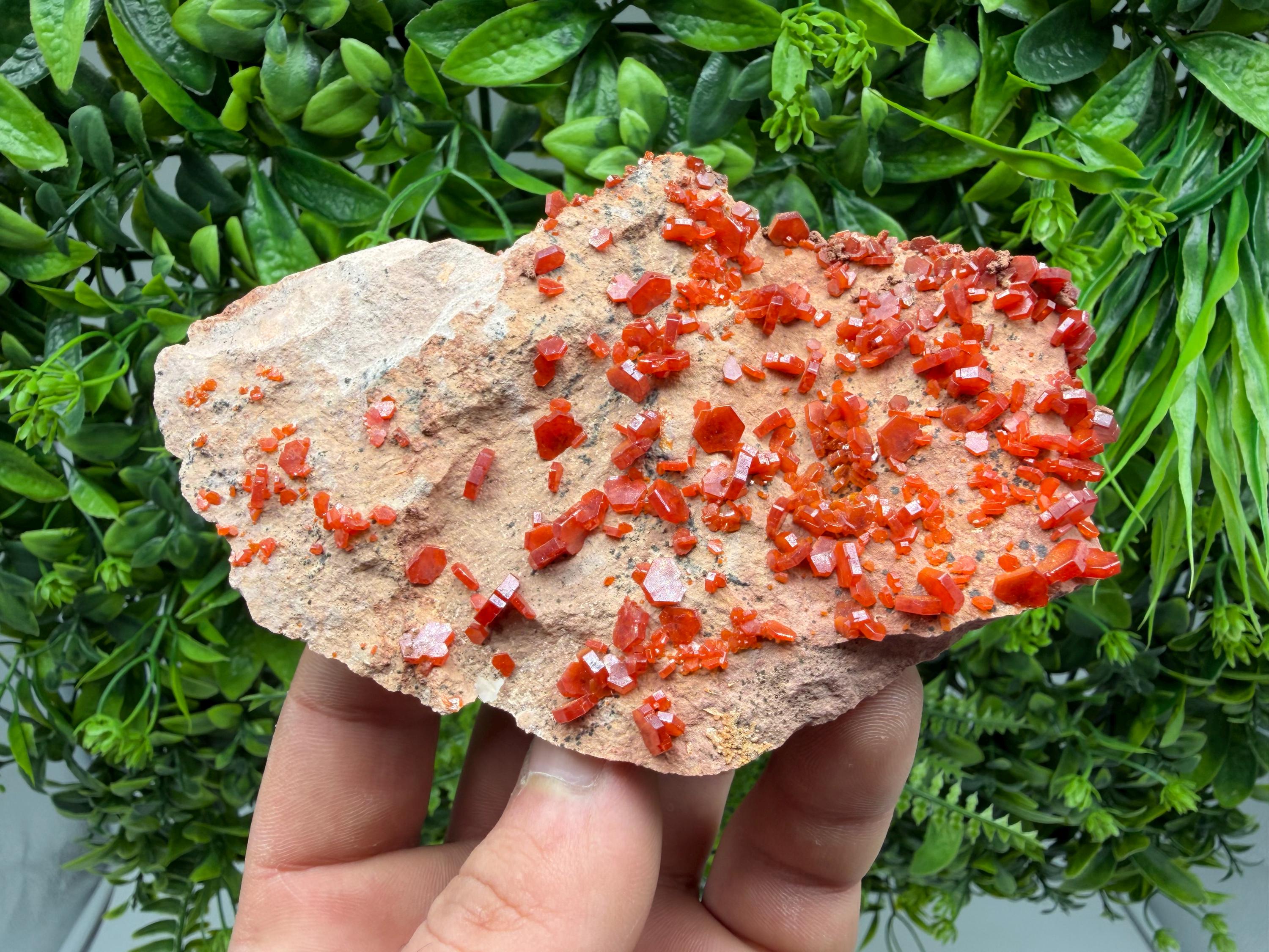 Red Vanadinite on Matrix from Marocco,crystal minerals Speciment cluster Vanadinite crystal Vanadinite Geology Vanadinite cluster minerals