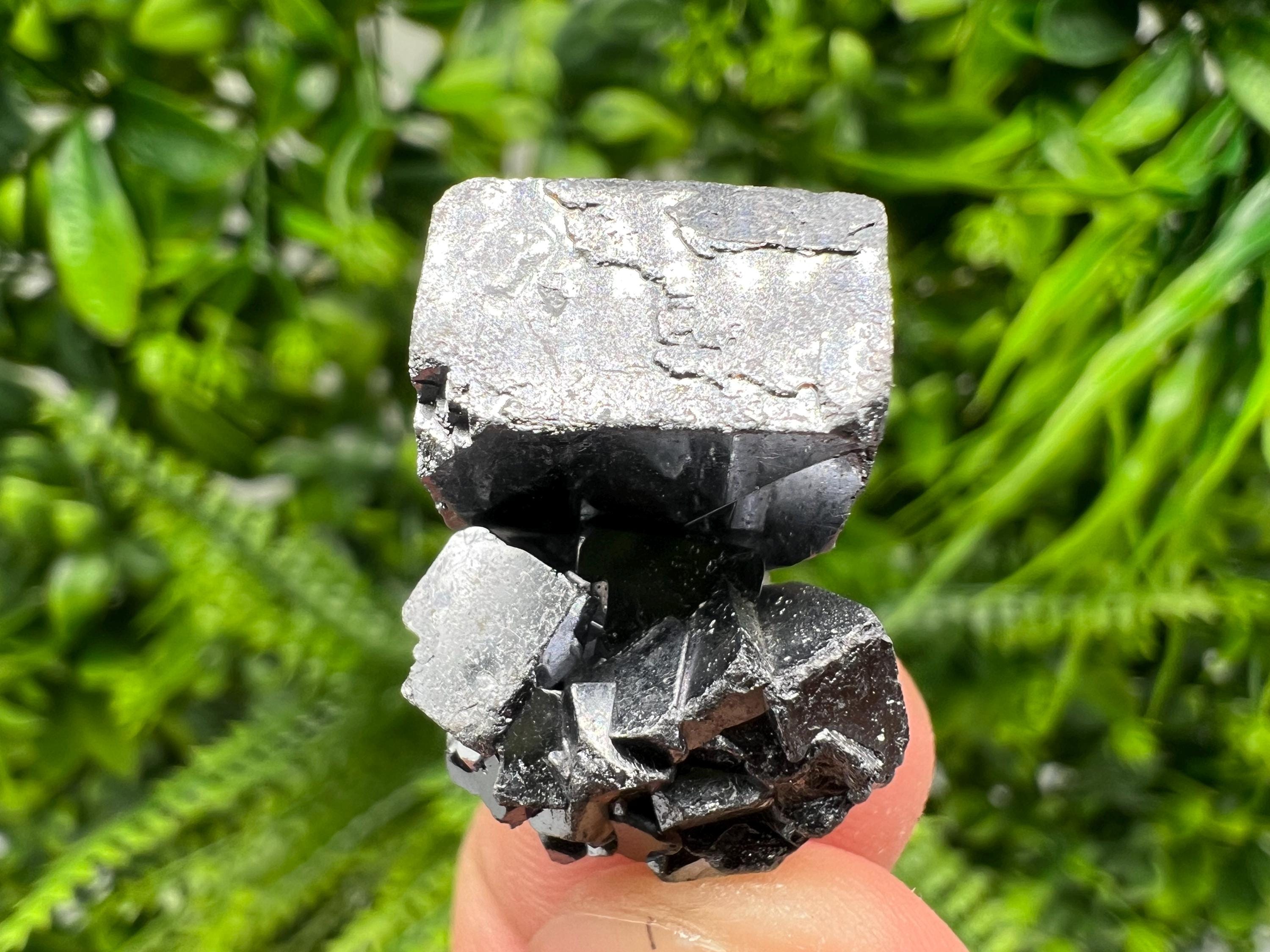 Shiny Galena Cluster: Borieva Mine, Madan Bulgaria