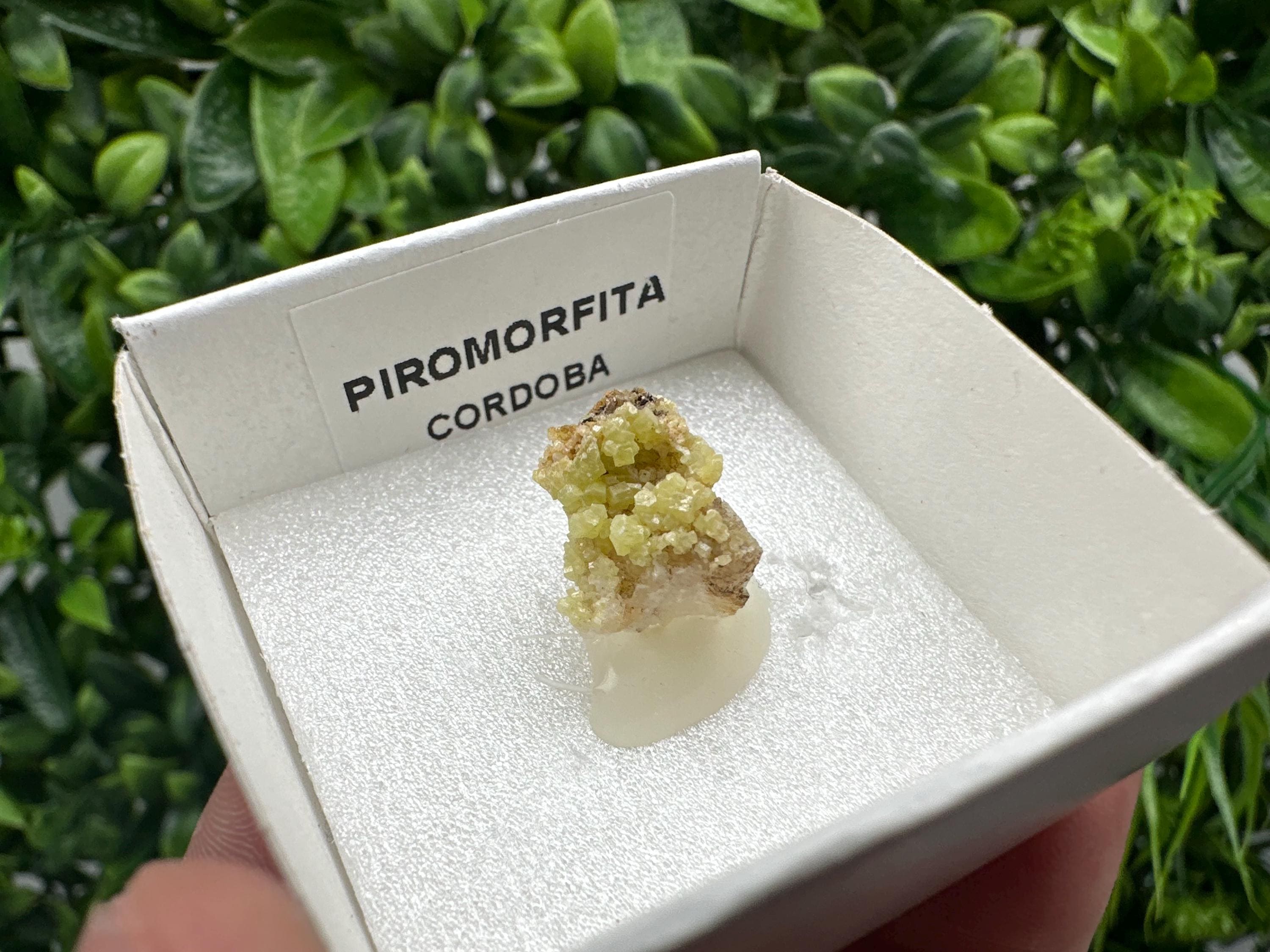 Raw Pyromorphite Crystal Cluster on Matrix, Mini Specimen