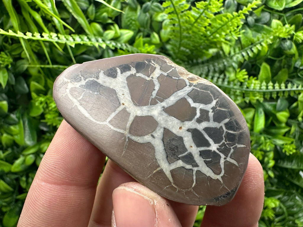 Septarian Nodule Geode Pair: Dragonstone Healing Stone (4/6.5 cm)