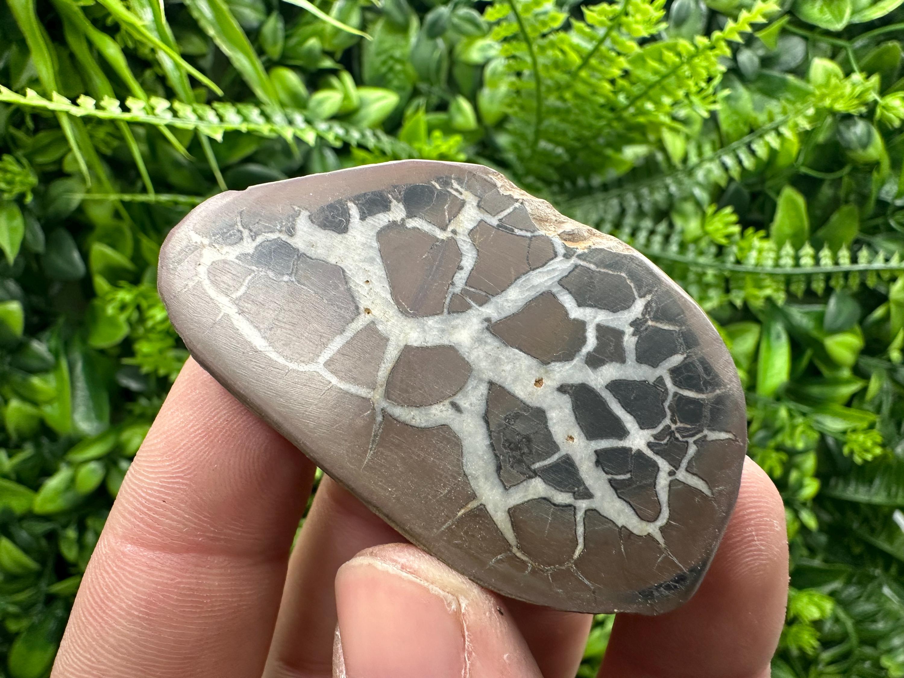 Septarian Nodule Geode Pair: Dragonstone Healing Stone (4/6.5 cm)