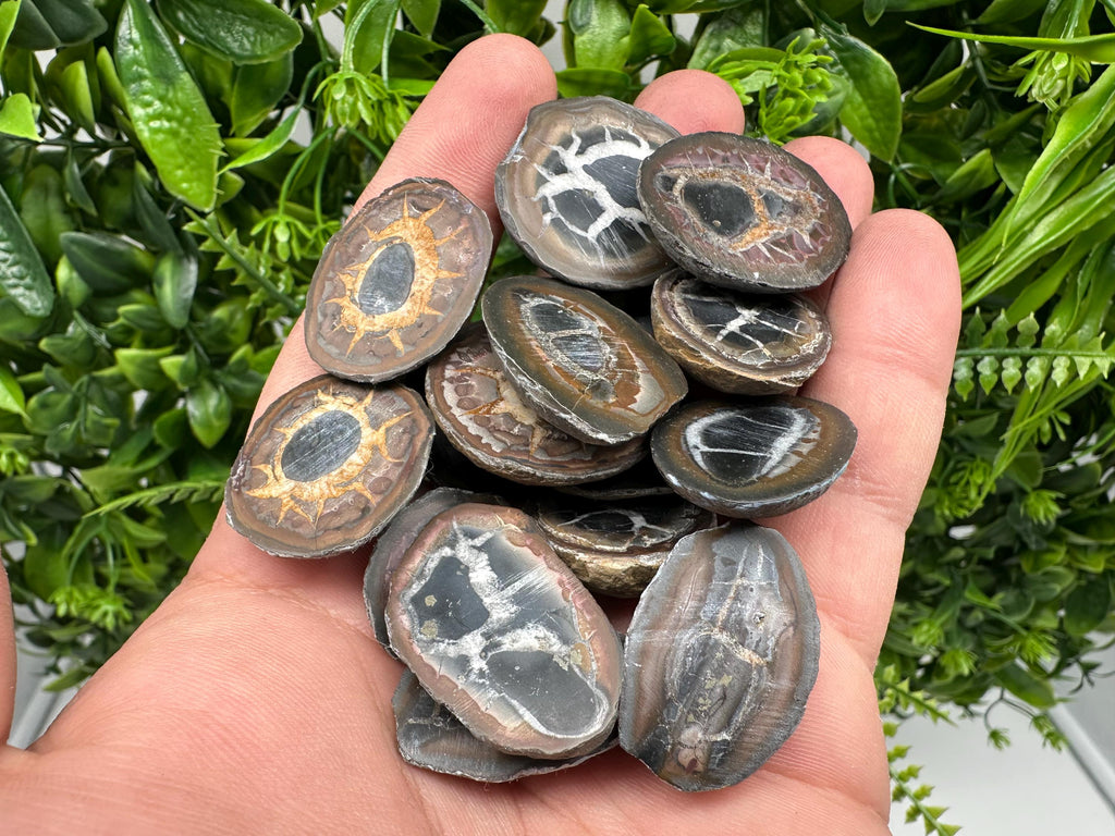 Dragonstones Pair: Septarian Nodule Geode Healing Stones