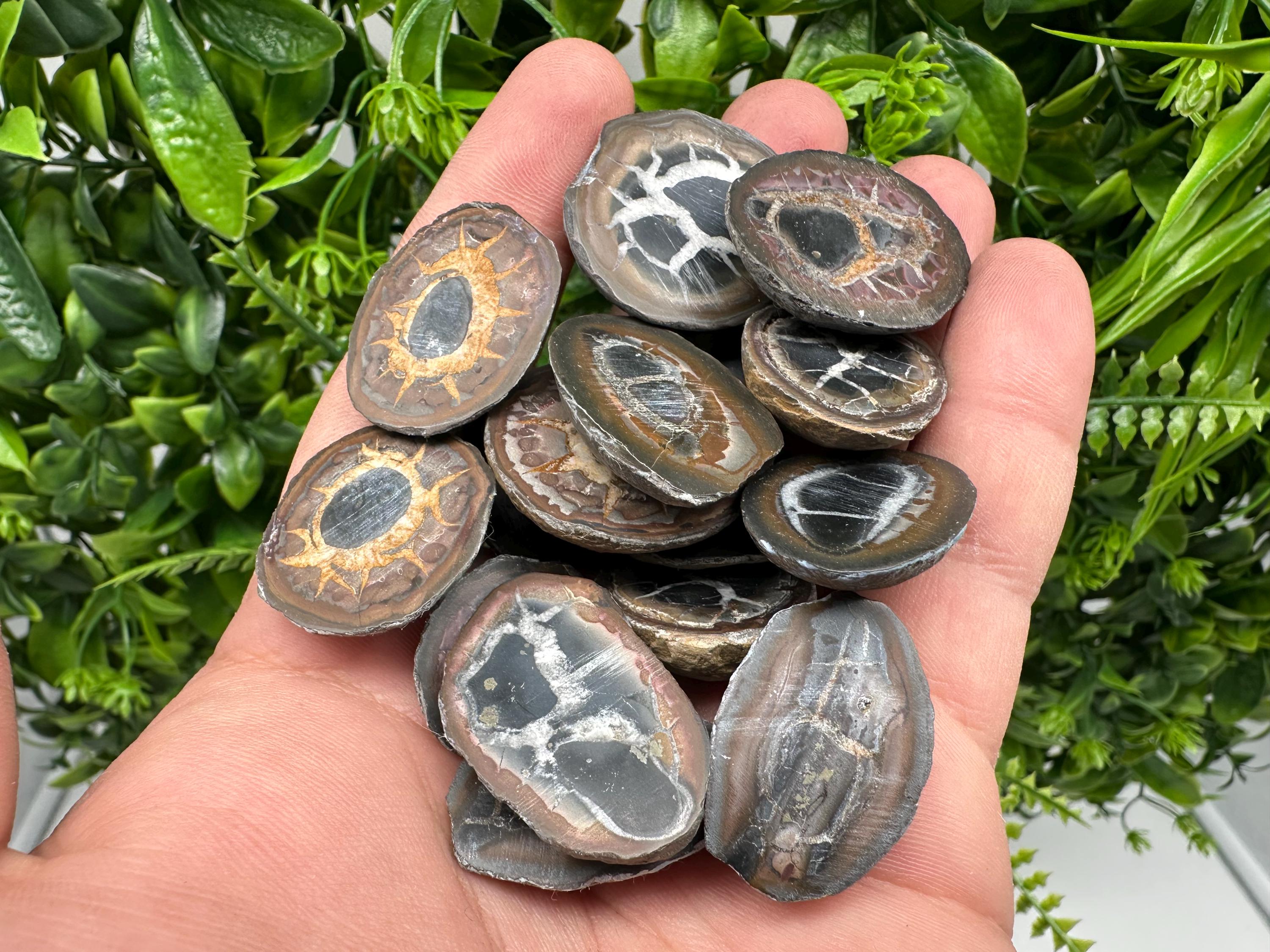 Dragonstones Pair: Septarian Nodule Geode Healing Stones
