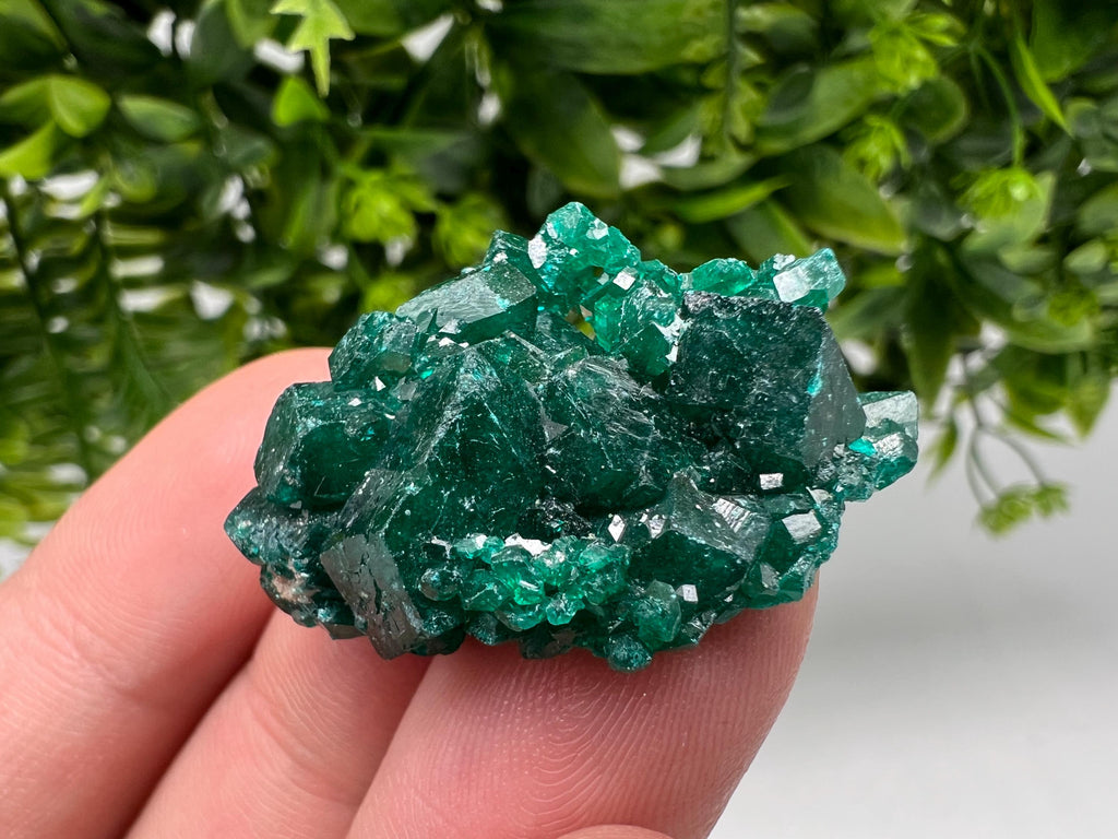 Green Dioptase Crystal, Congo Mineral Specimen, Collecting
