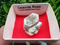 Selenite Rose, Freienwalde Germany, Natural Crystal Mineral Specimen