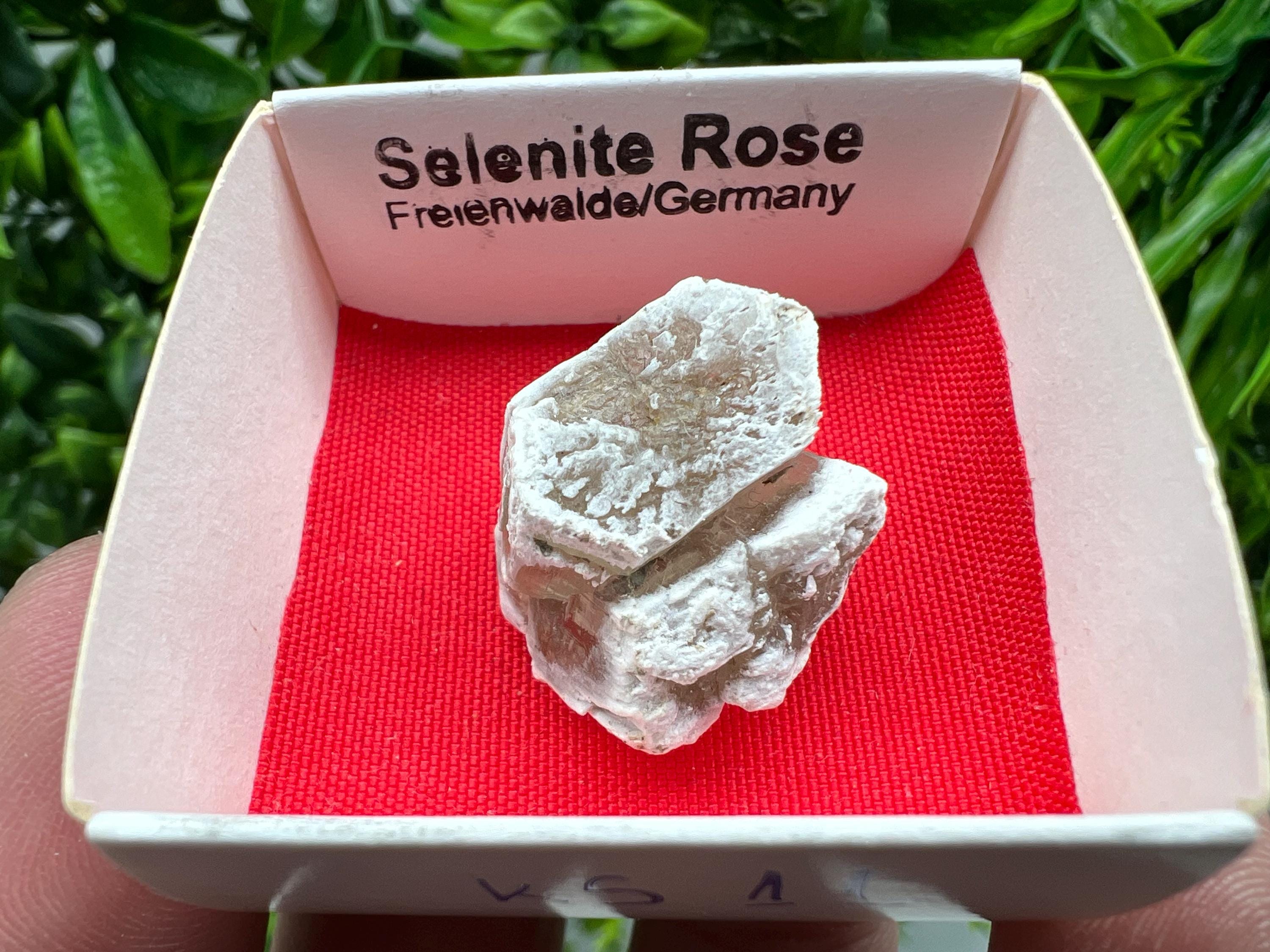 Selenite Rose, Freienwalde Germany, Natural Crystal Mineral Specimen